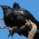 Image for article titled Raven poop reveals the high stress of juvenile gang life and the joys of adult relationships